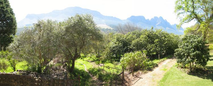 Kierie Kwaak Self Catering Villa Stellenbosch Eksteriør bilde